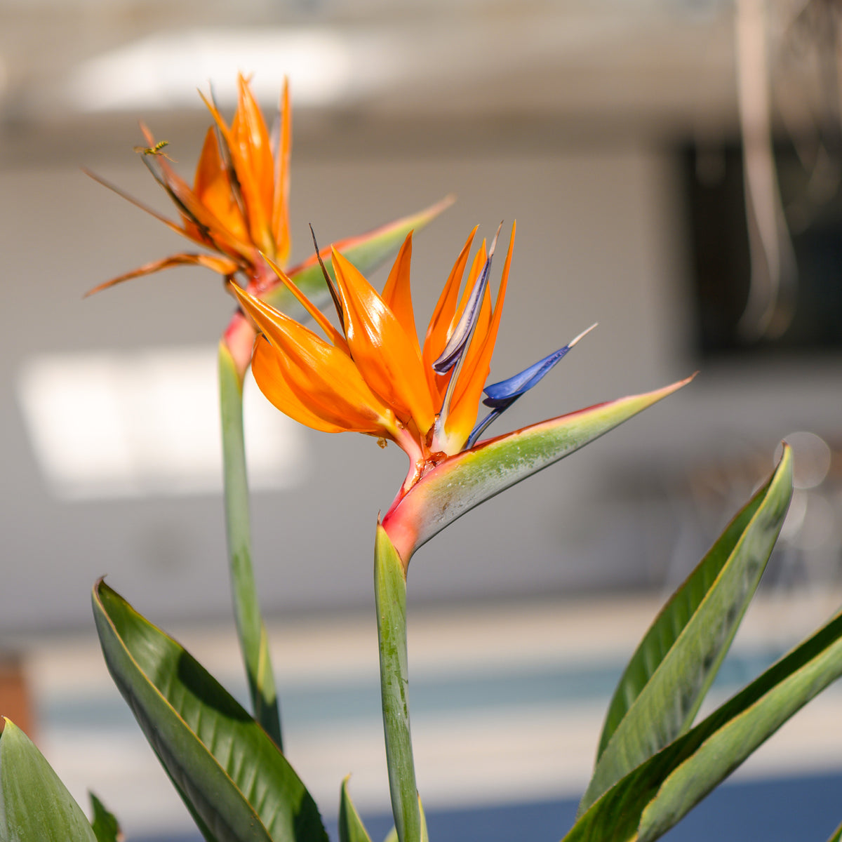 Oiseau du paradis nain - Strelitzia reginae humilis - Willemse