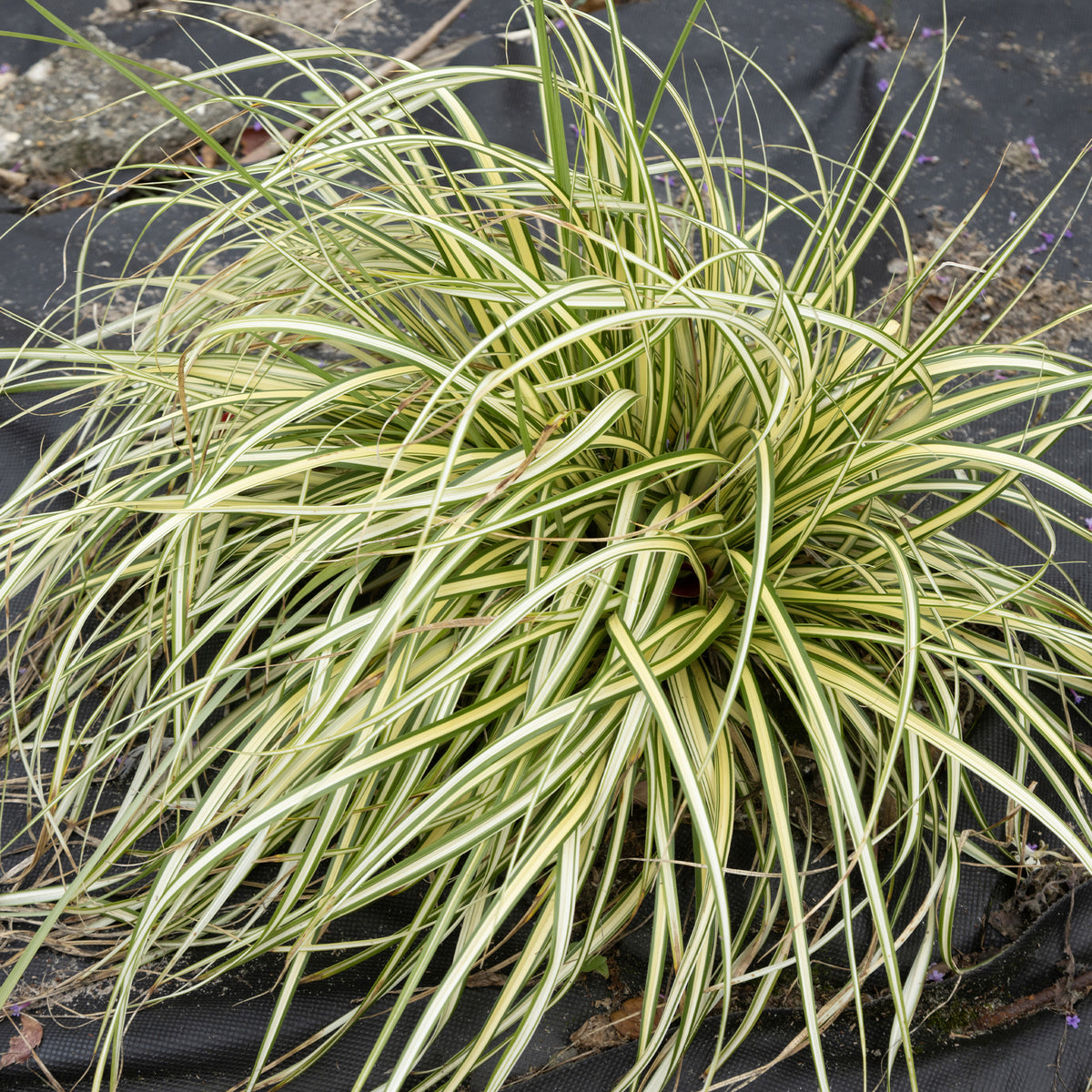 Laîche d'Oshima Evergold - Carex Evergold - Carex - Willemse