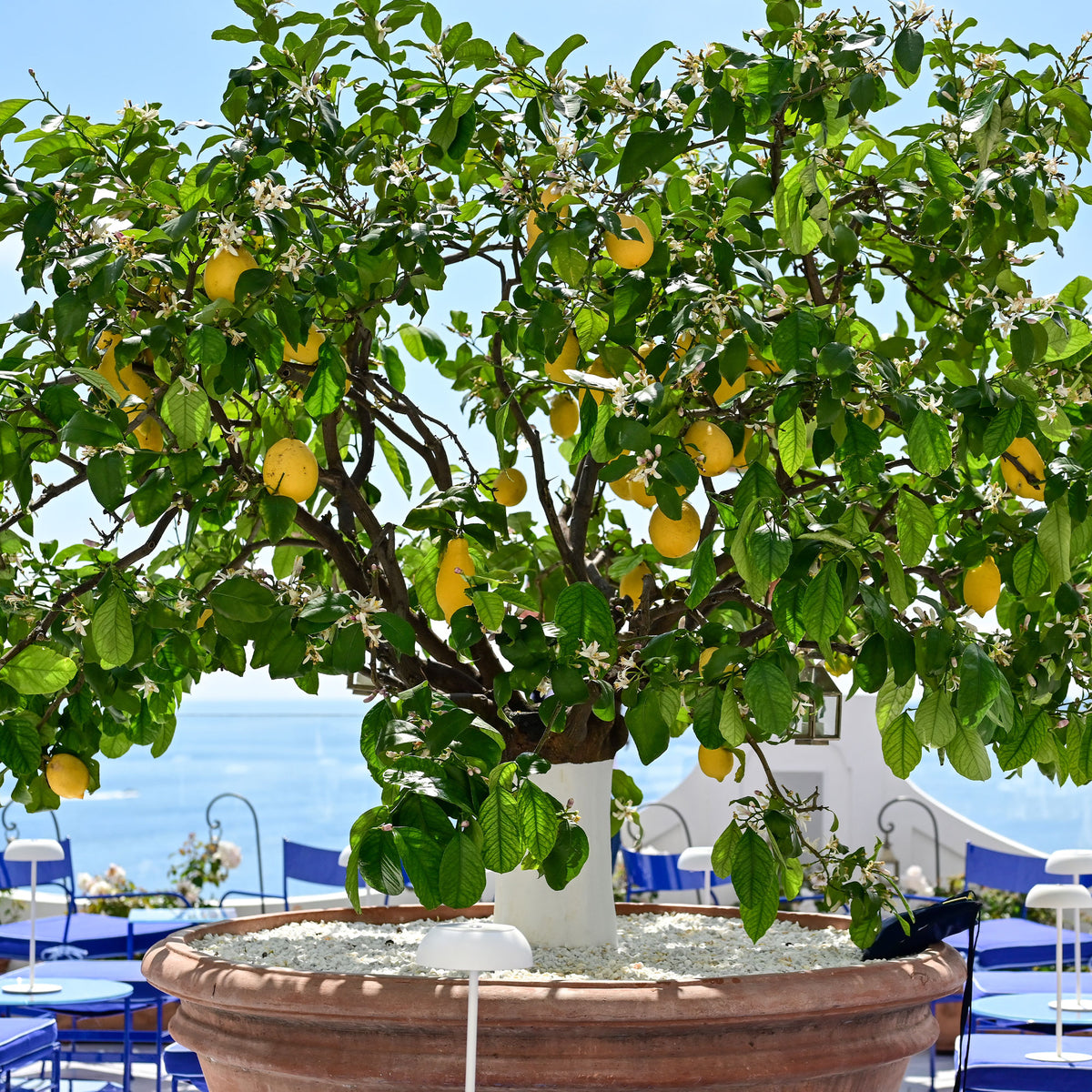 Citronnier Vulcan - Citrus limon vulcan - Willemse
