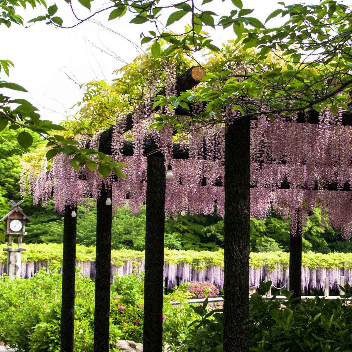 Glycine rose - Wisteria sinensis Rosea - Willemse