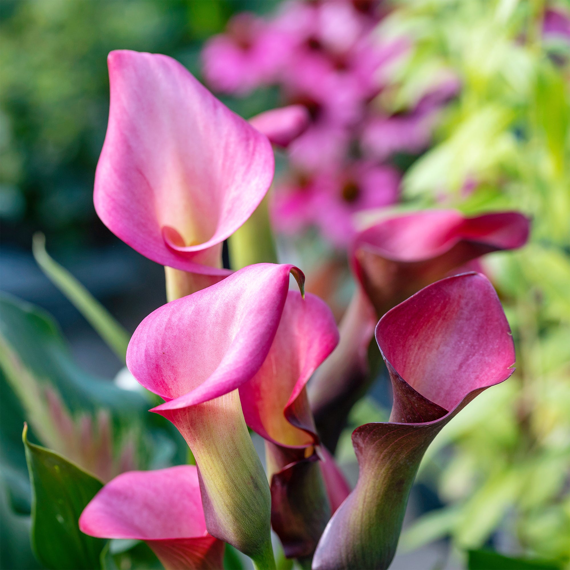 ARUM SILK - ROSE