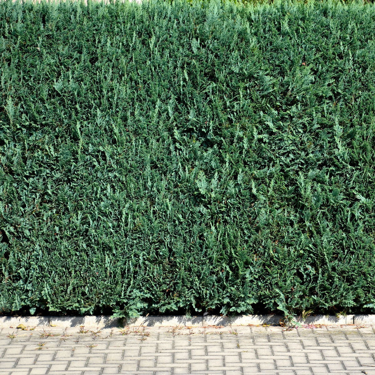 Faux Cyprès de Lawson - Chamaecyparis lawsonia Columnaris - Willemse