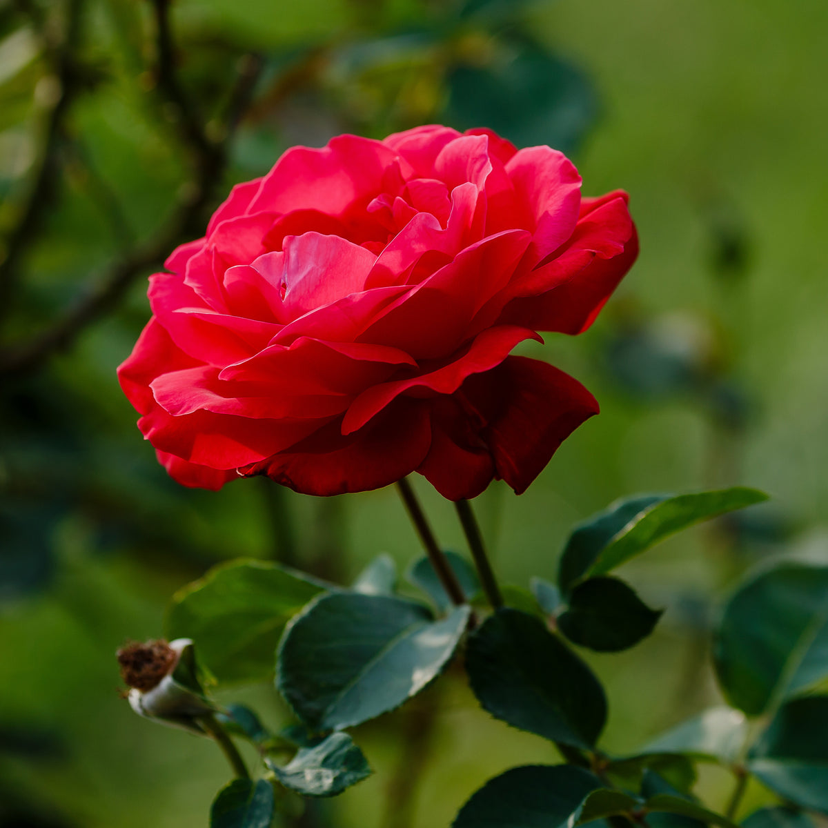Rosier Dame de Cœur - Rosa dame de cœur, rosa queen of hearts, rosa herz-dame - Willemse