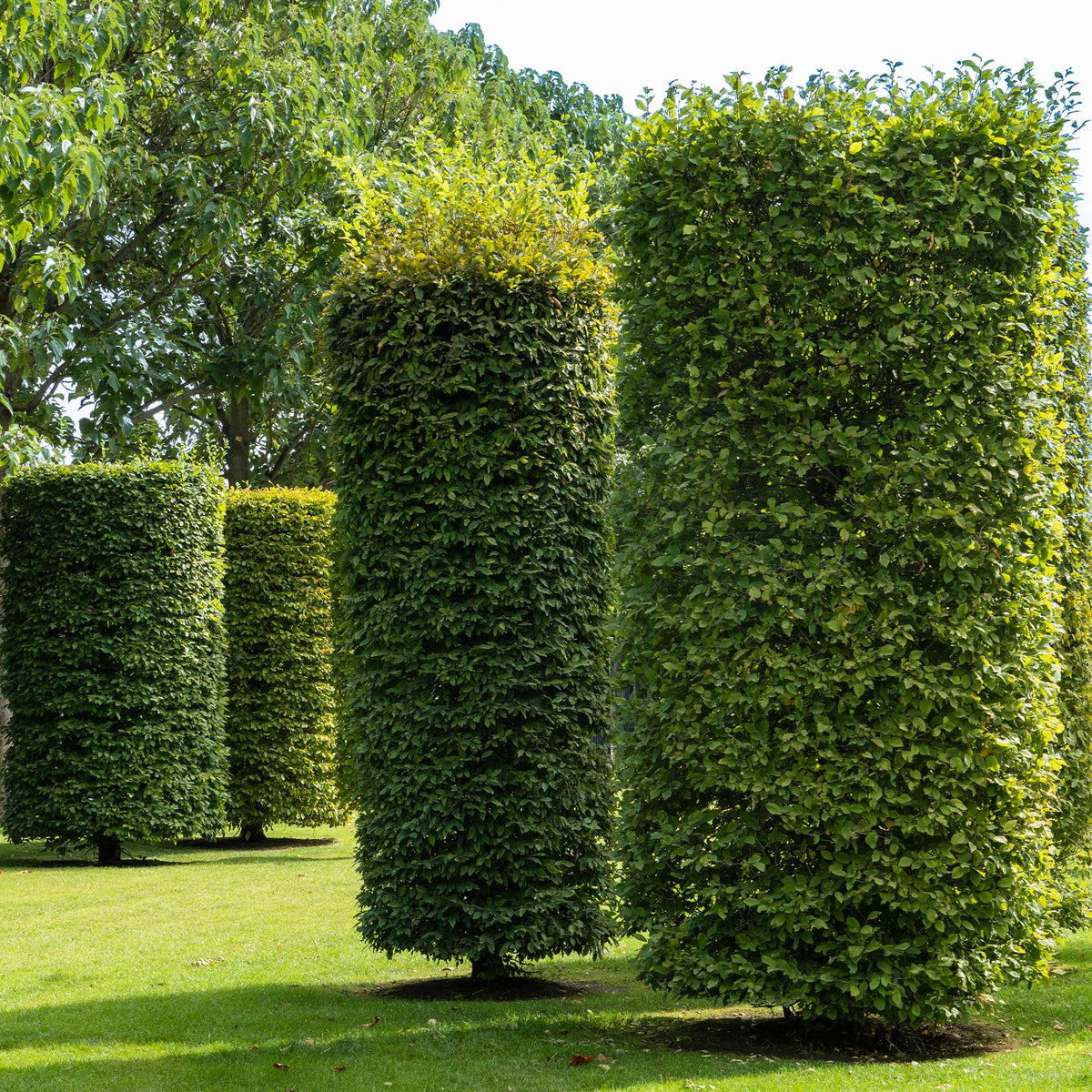 Charme - Carpinus betulus - Willemse