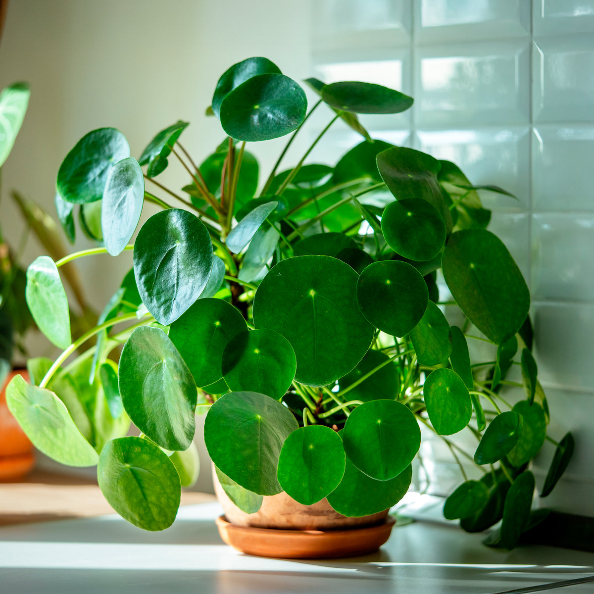 Pilea peperomioides - Pilea peperomioides - Willemse