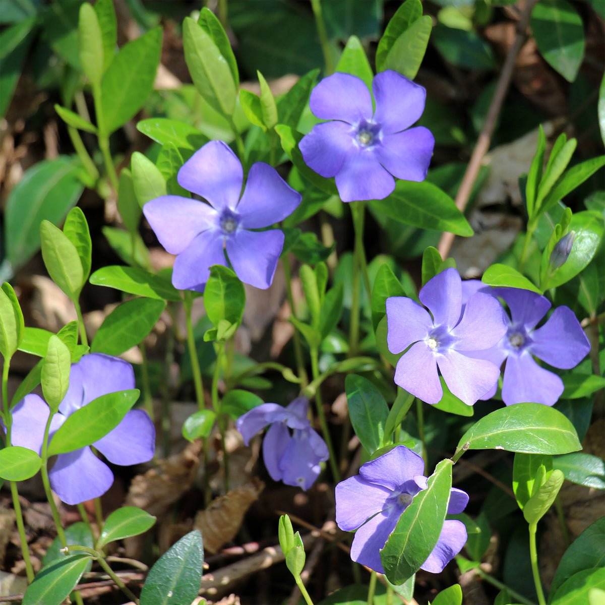 Petite pervenche - Vinca minor - Willemse