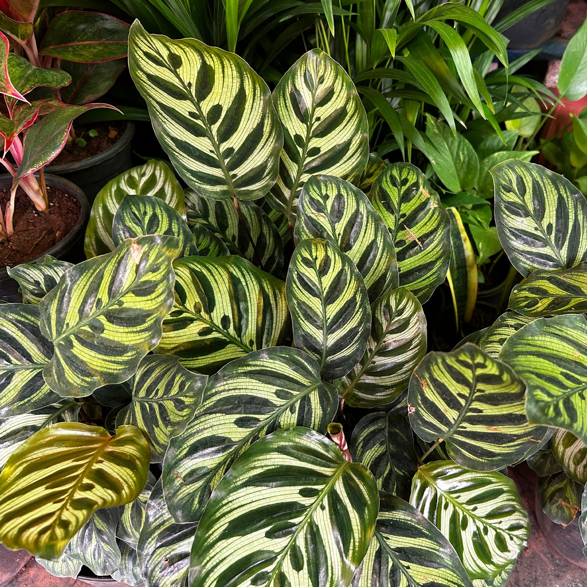 Calathéa paon - Calathea makoyana - Willemse