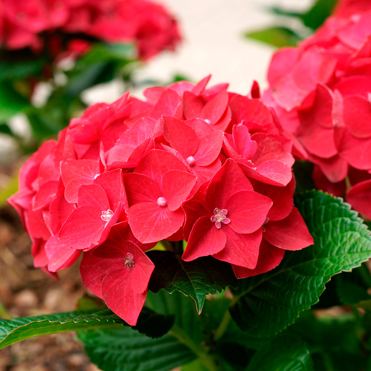 Hortensia rouge