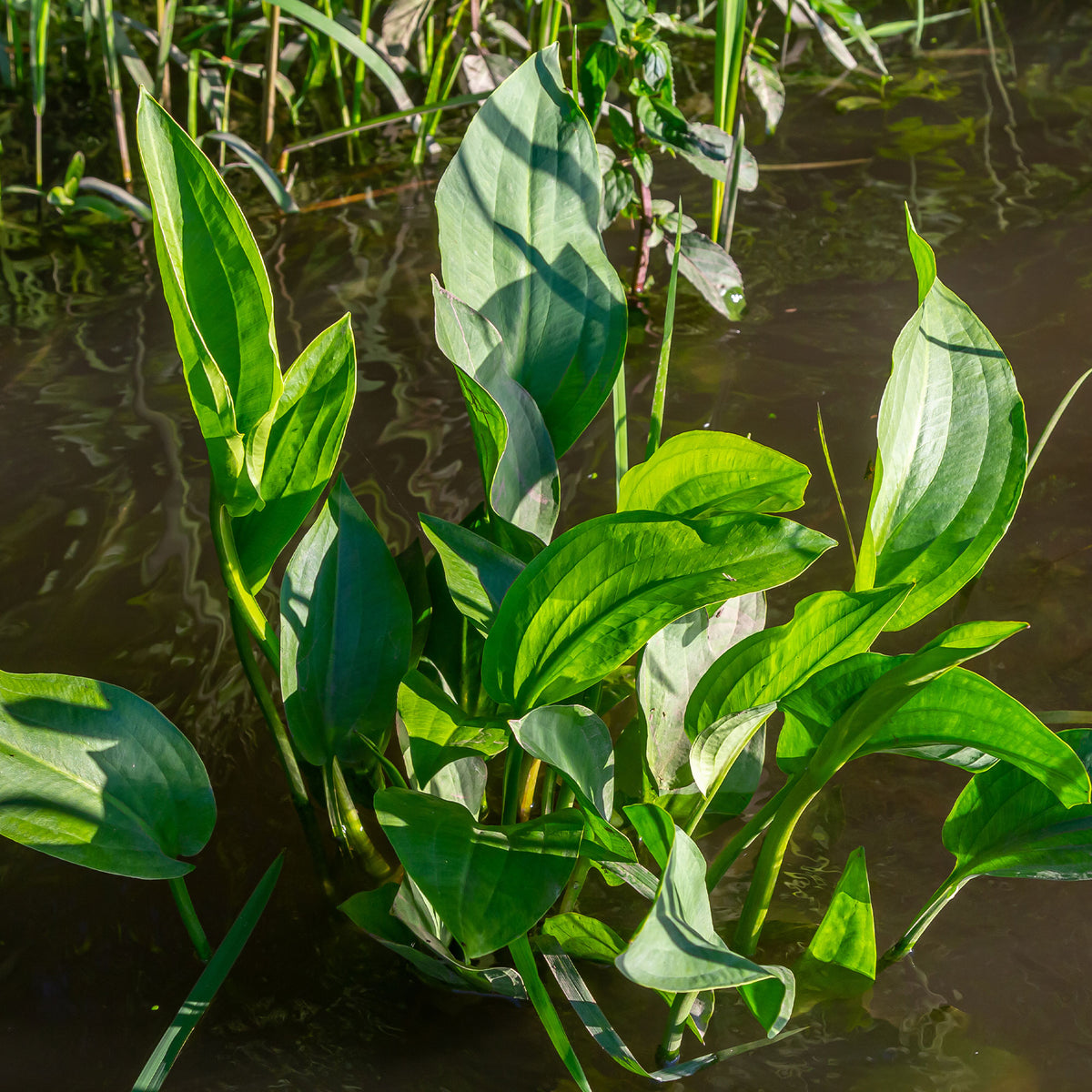 Plantain d'eau - Alisma plantago-aquatica - Willemse