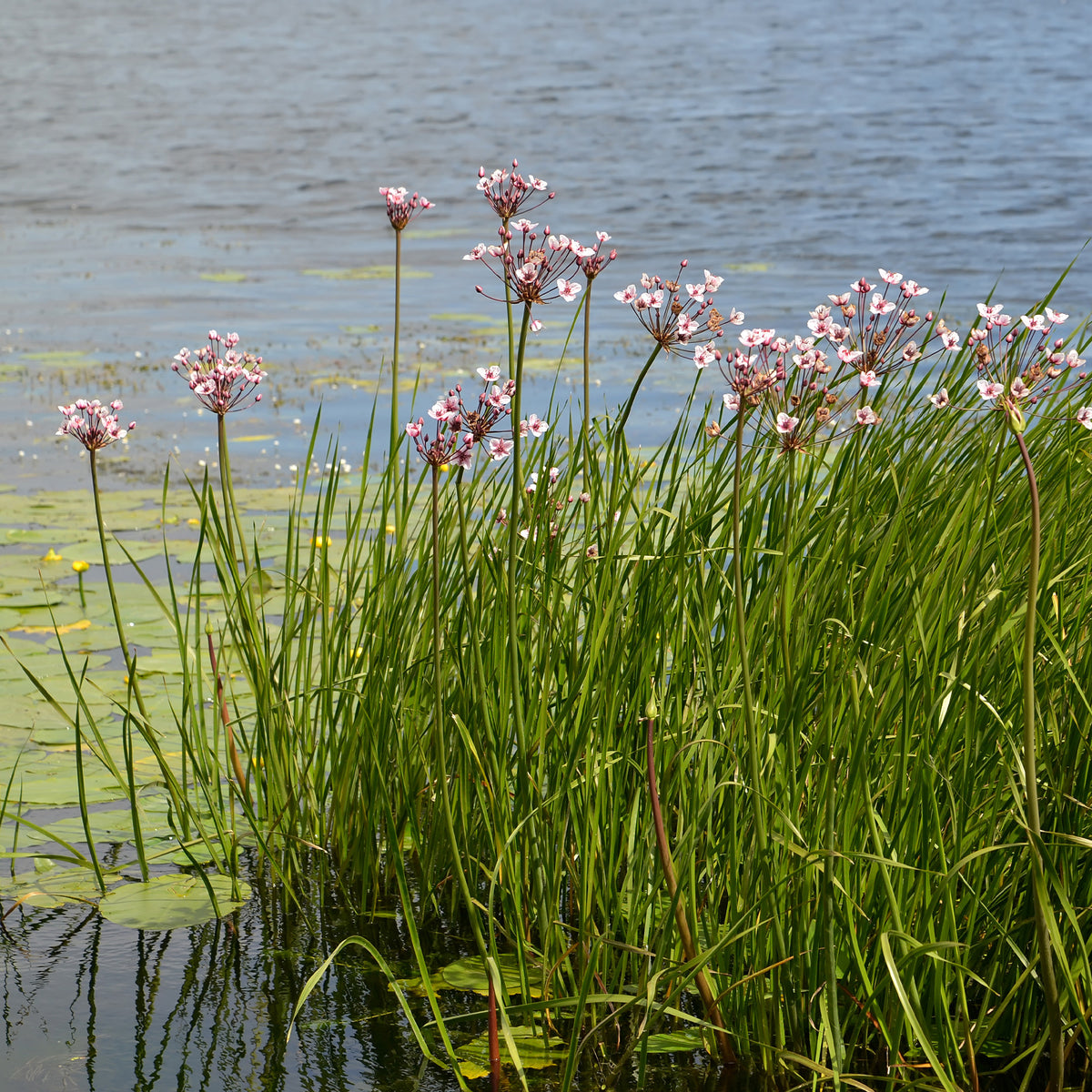 Jonc fleuri Butome en ombelle - Butomus umbellatus - Willemse