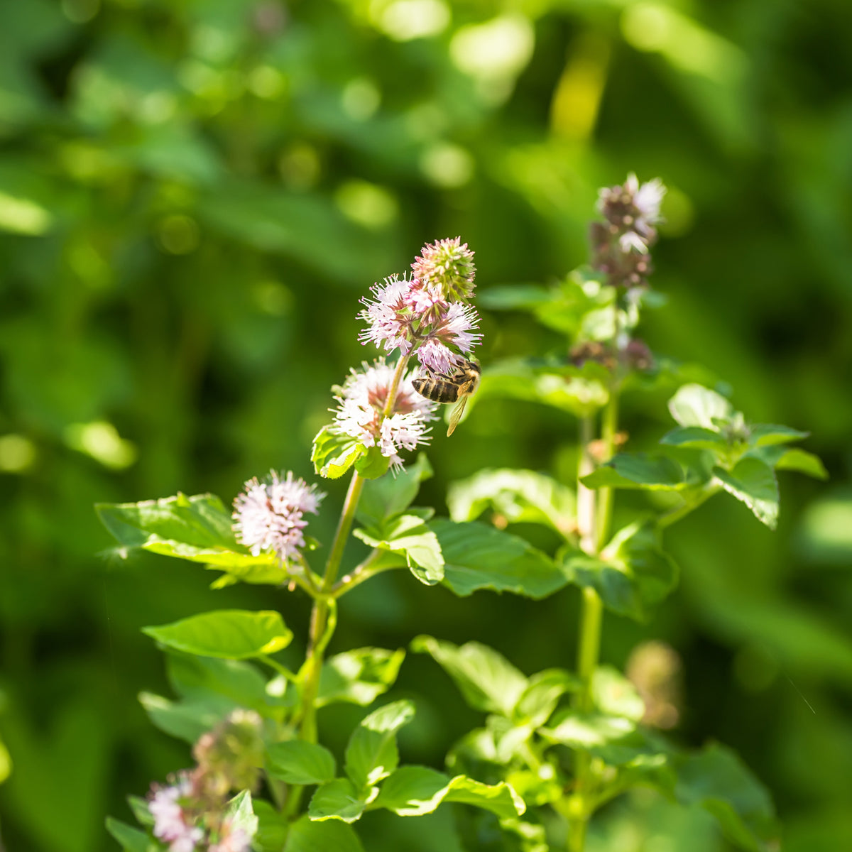 Menthe aquatique - Mentha aquatica - Willemse