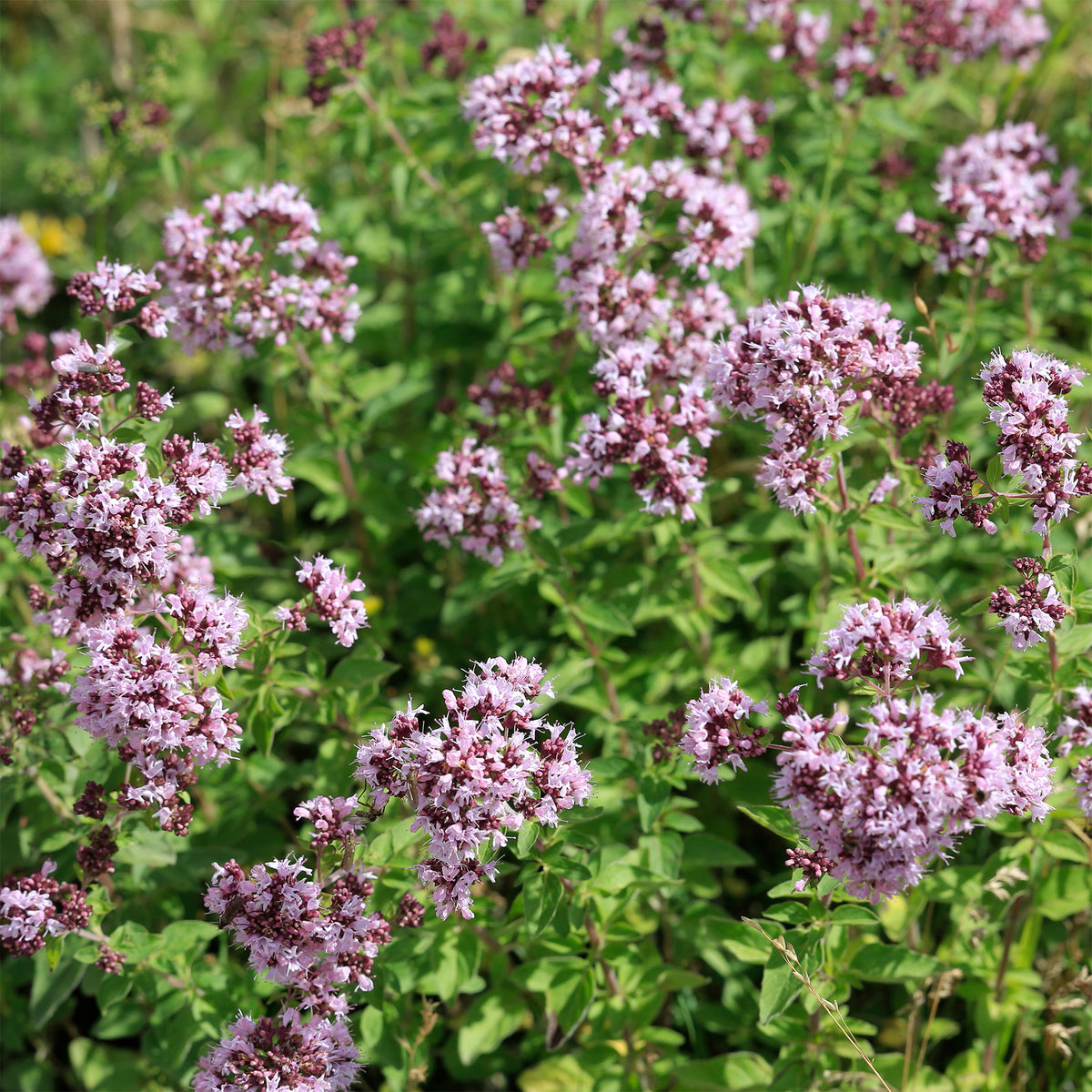 Origan commun - Origanum vulgare - Willemse