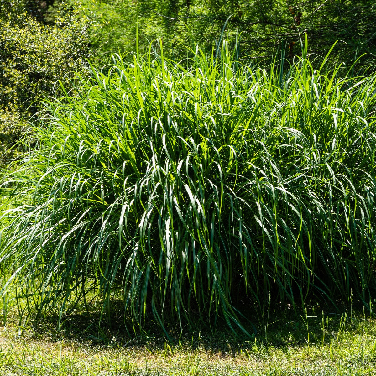 Eulalie Gracillimus - Miscanthus sinensis gracillimus - Willemse