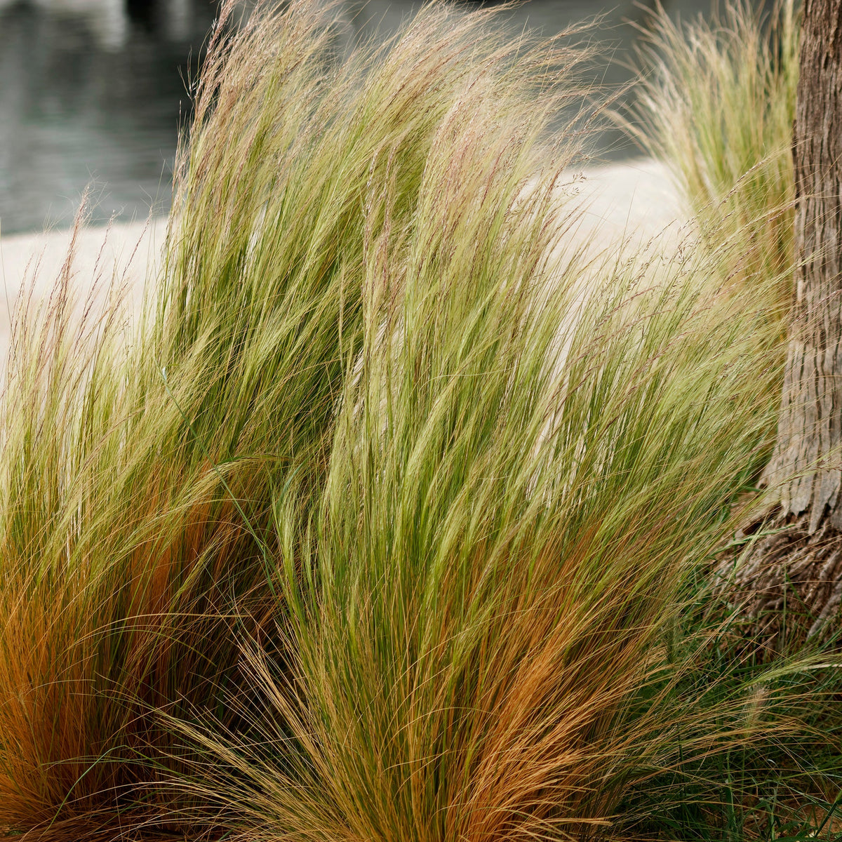 4 graminées décoratives - - Willemse