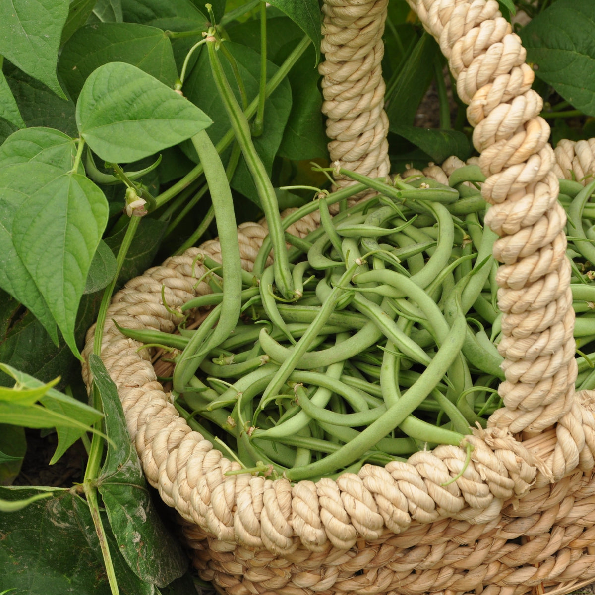 Haricot nain mangetout Contender - Phaseolus vulgaris Contender - Willemse