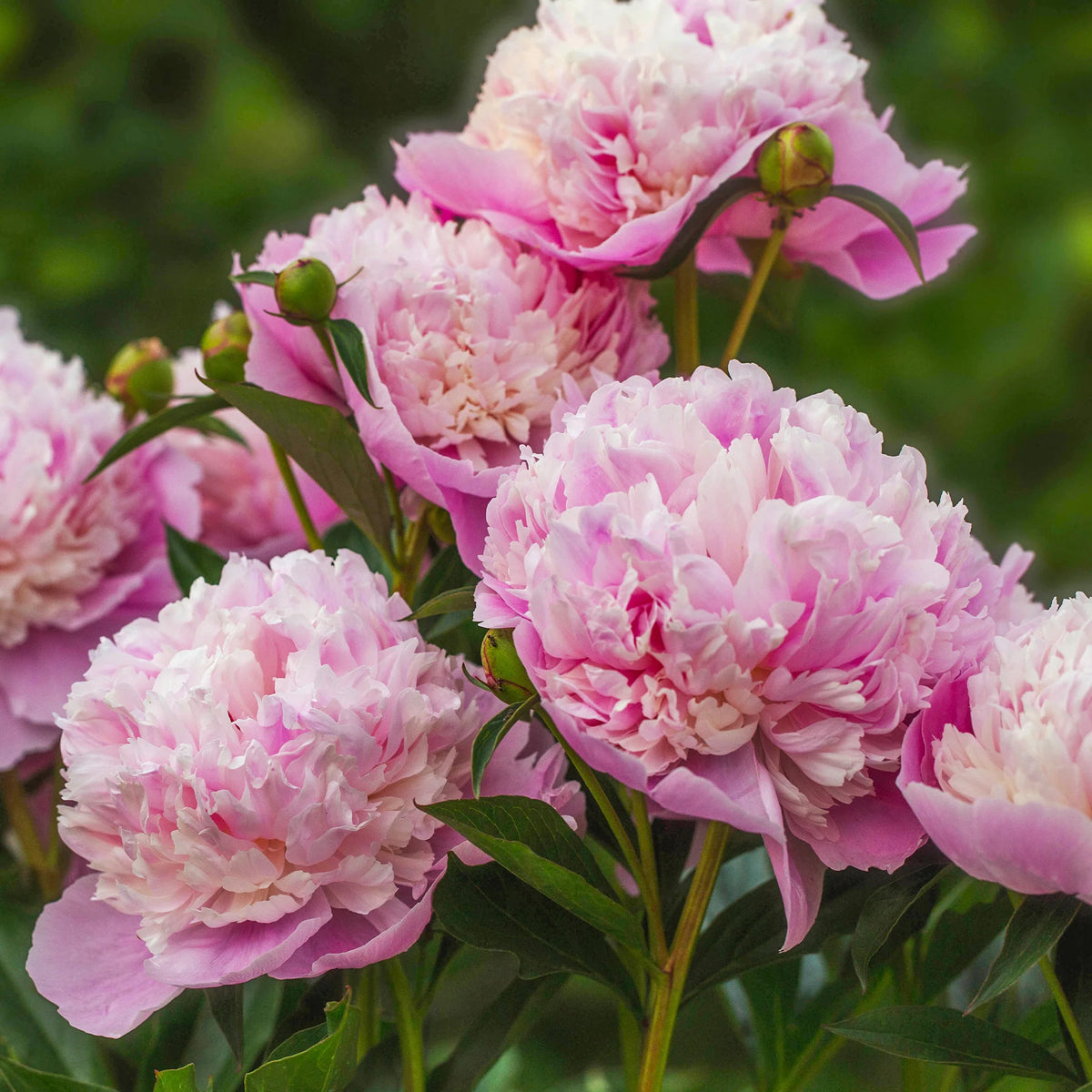 Duo de Pivoines rouge et rose - - Willemse