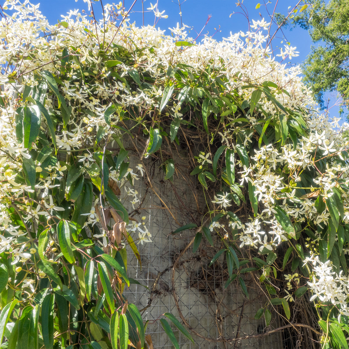 Clématite armandii - Clematis armandii - Willemse