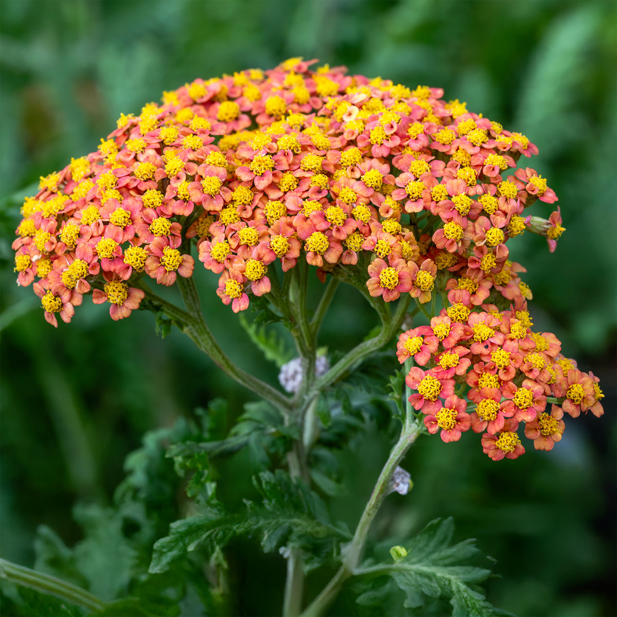 Achillée Walter Funcke - Achillea hybride Walter Funcke - Willemse