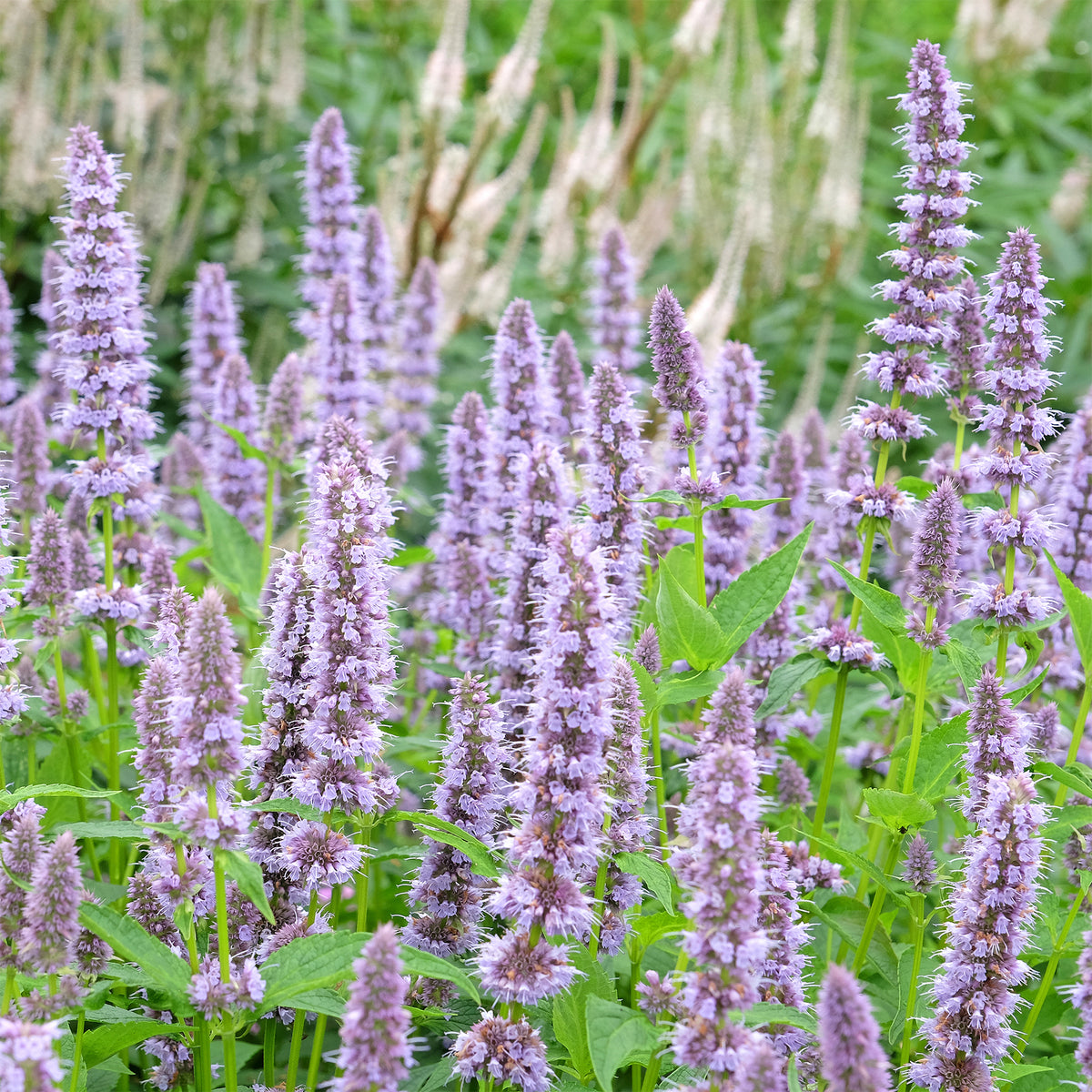 Agastache Blue Fortune - Agastache blue fortune - Willemse