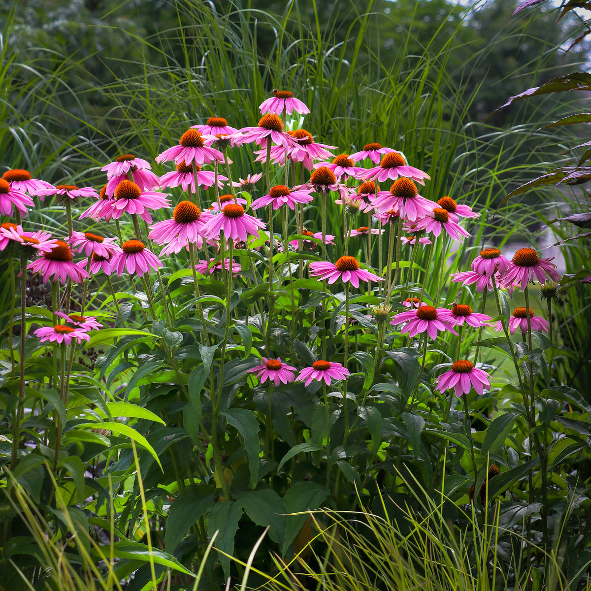 Echinacée pourpre - Echinacea purpurea - Willemse