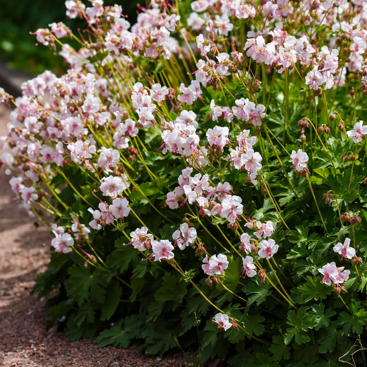 Géranium vivace Biokovo - Geranium cantabrigiense Biokovo - Willemse