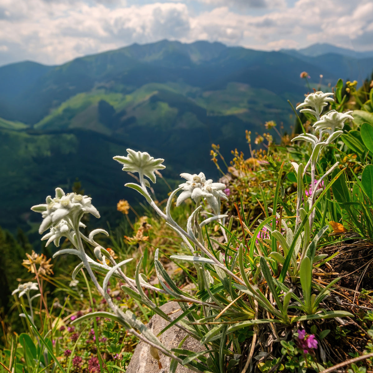 Edelweiss des Alpes - Leontopodium alpinum - Willemse