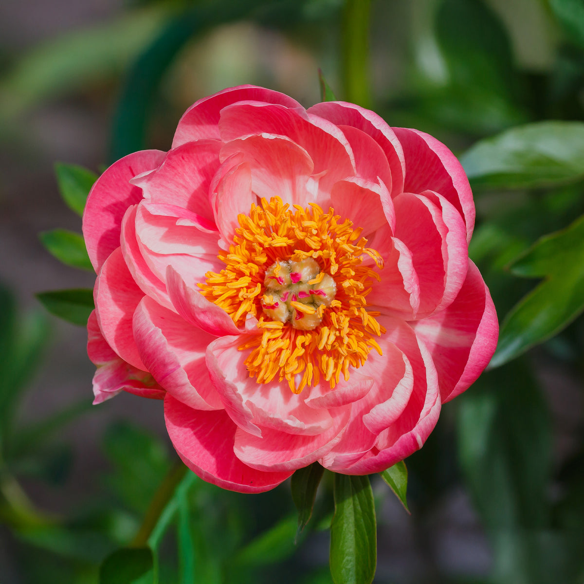 Pivoine Corail - Paeonia lactiflora Coral Sunset - Willemse