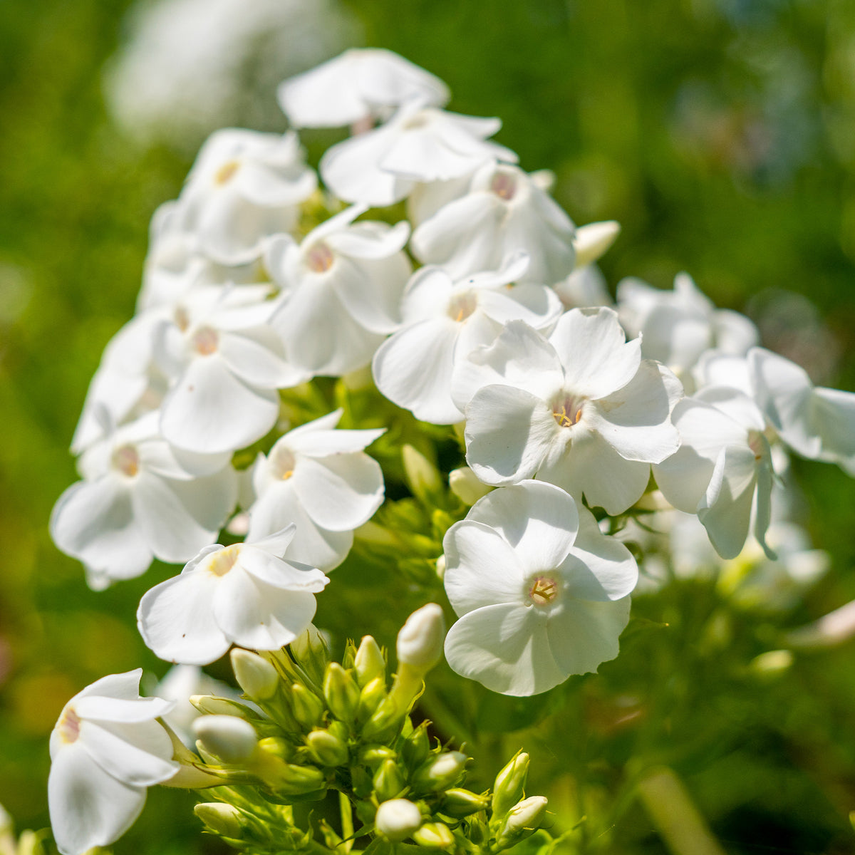 Phlox paniculé White Admiral - Phlox paniculata white admiral - Willemse
