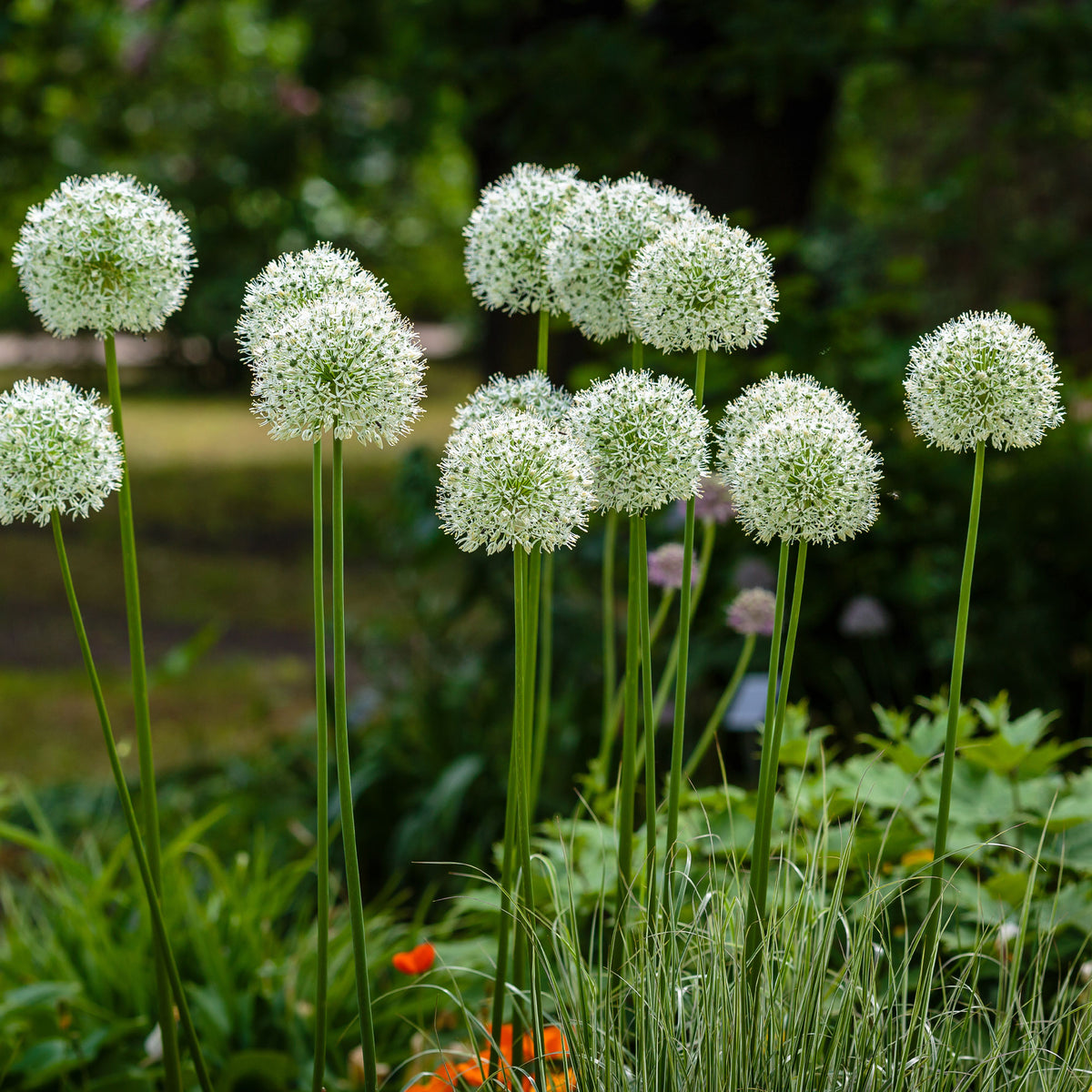 2 Alliums Mount Everest - Allium stipitatum mount everest - Willemse