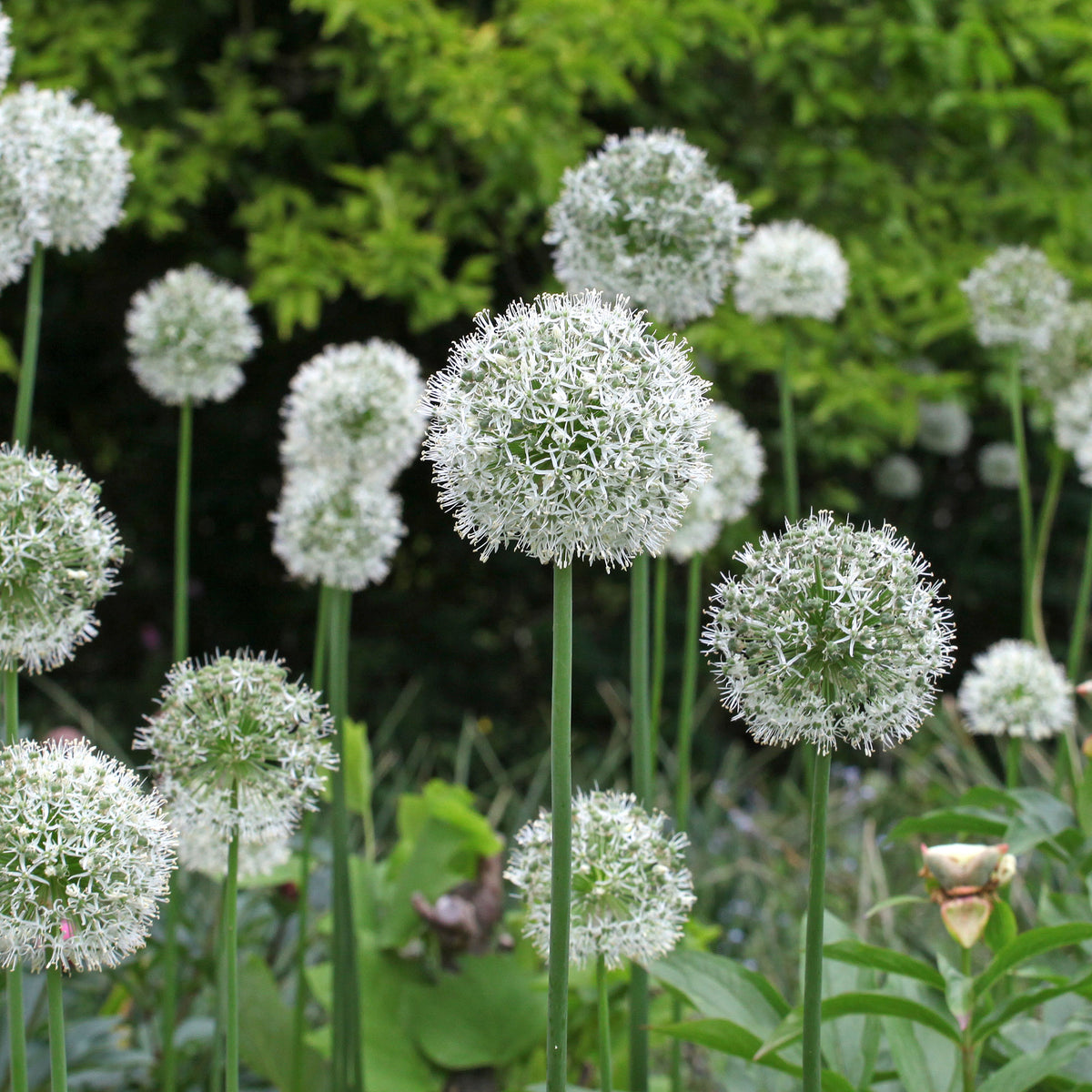 2 Alliums Mount Everest - Allium stipitatum mount everest - Willemse