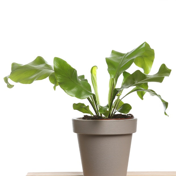 Fougère scolopendre - Asplenium scolopendrium - Willemse