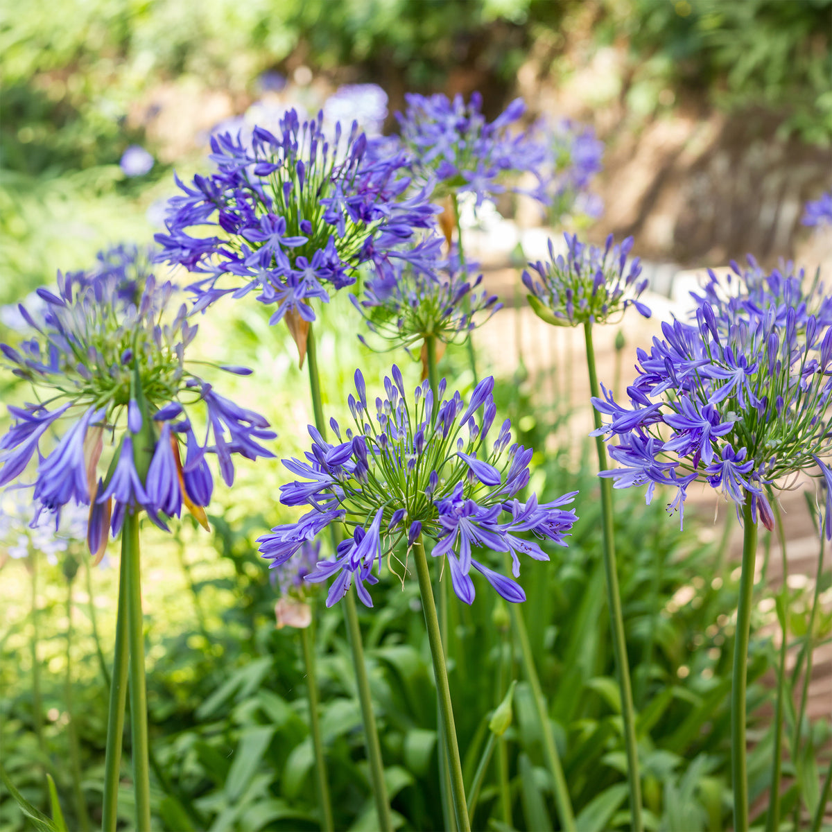 3 Agapanthes bleues