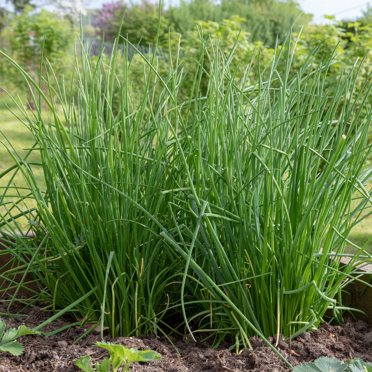 Ciboulette Commune - Allium schoenoprasum - Willemse
