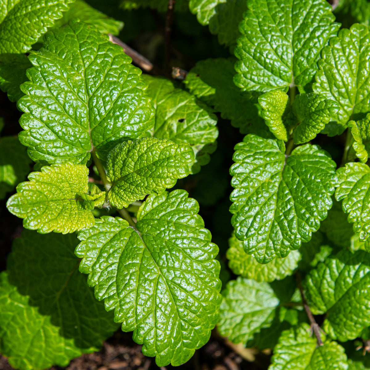 Mélisse citronnelle Citrina Bio - Melissa officinalis citrina - Willemse