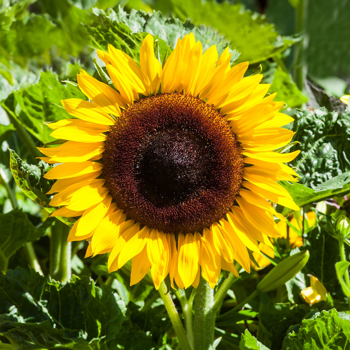 Tournesol à fleur géante Bio - Helianthus annuus giganteus - Willemse
