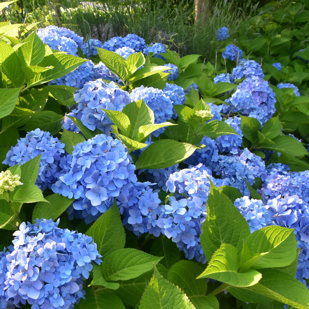 Vente Hortensia bleu - Hydrangea macrophylla
