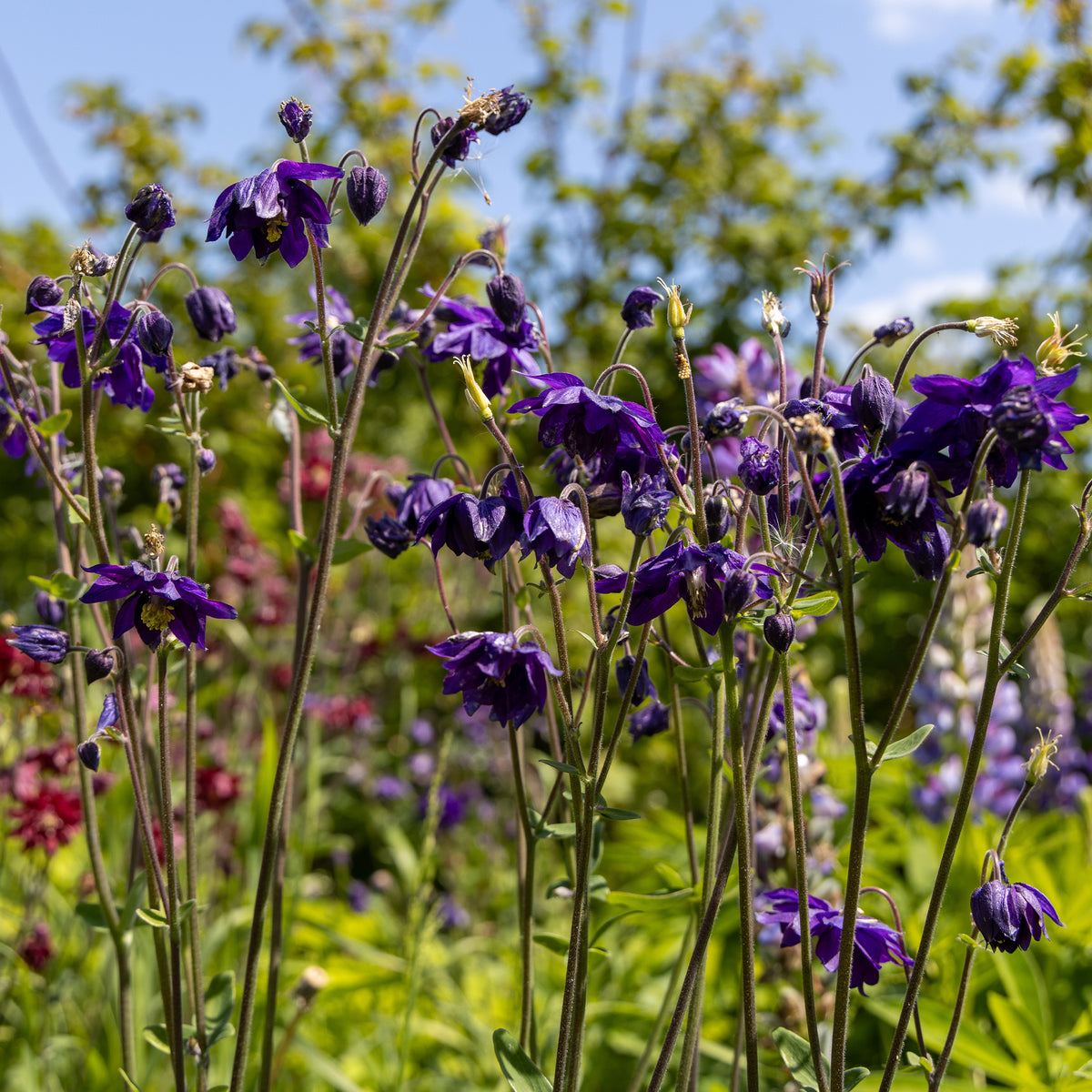 Ancolie des jardins Black Barlow - Aquilegia vulgaris Black Barlow - Willemse