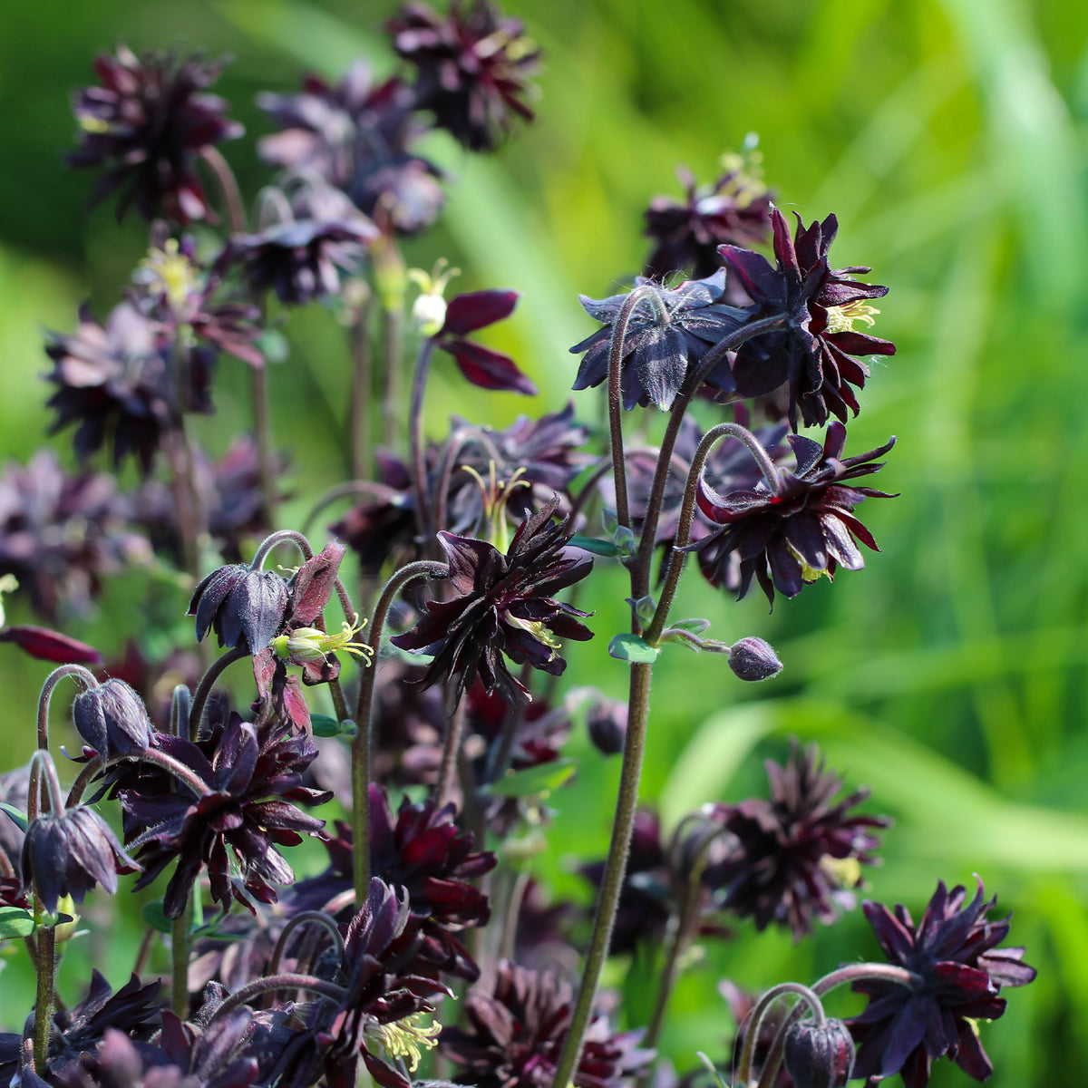 Ancolie des jardins Black Barlow - Aquilegia vulgaris Black Barlow - Willemse