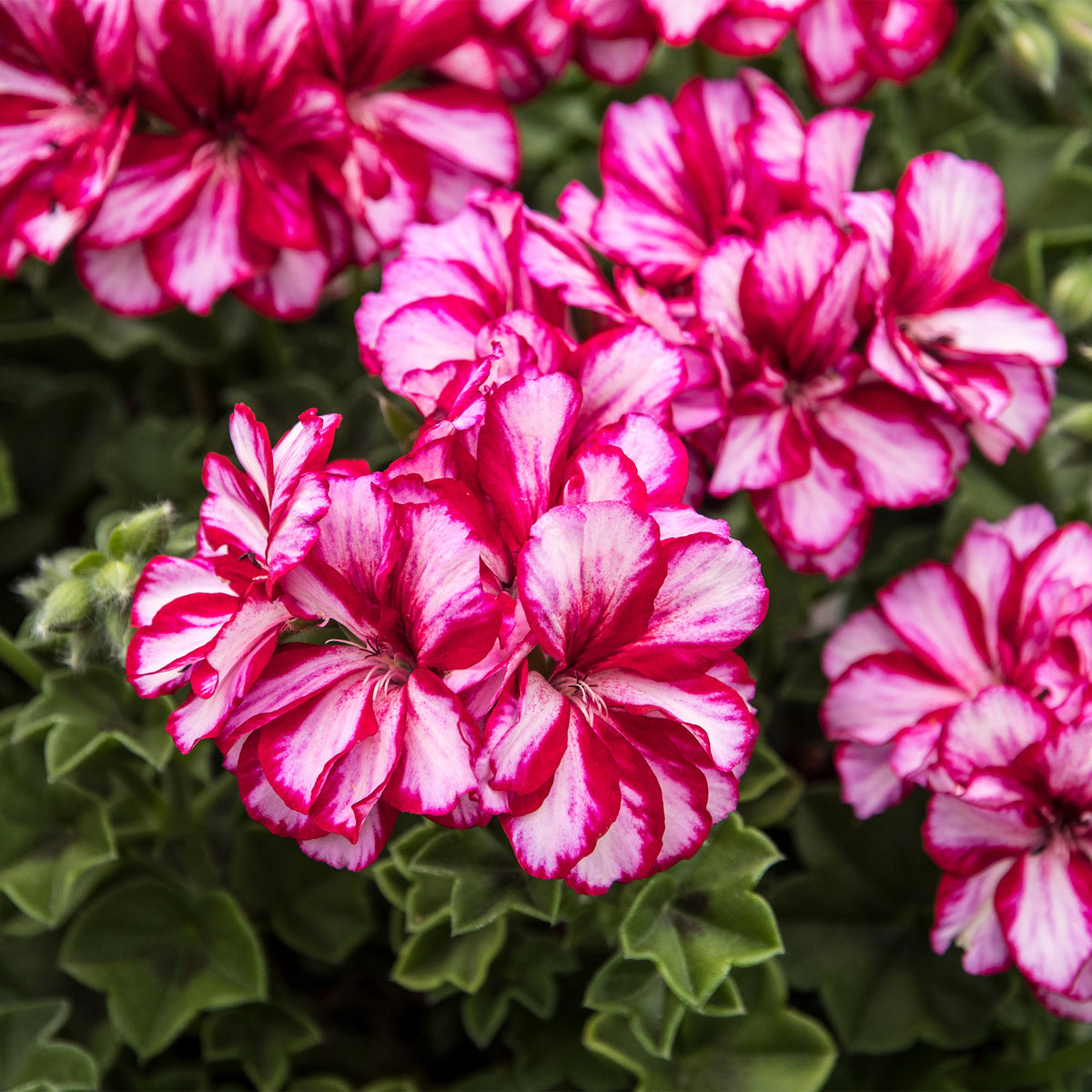 3 Géraniums-lierre bicolores - Pelargonium peltatum nixe - Willemse