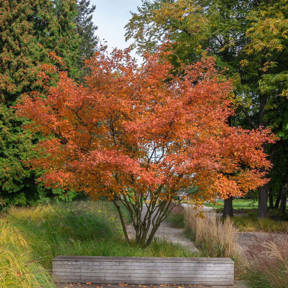 Amélanchier de Lamarck - Amelanchier lamarckii - Willemse