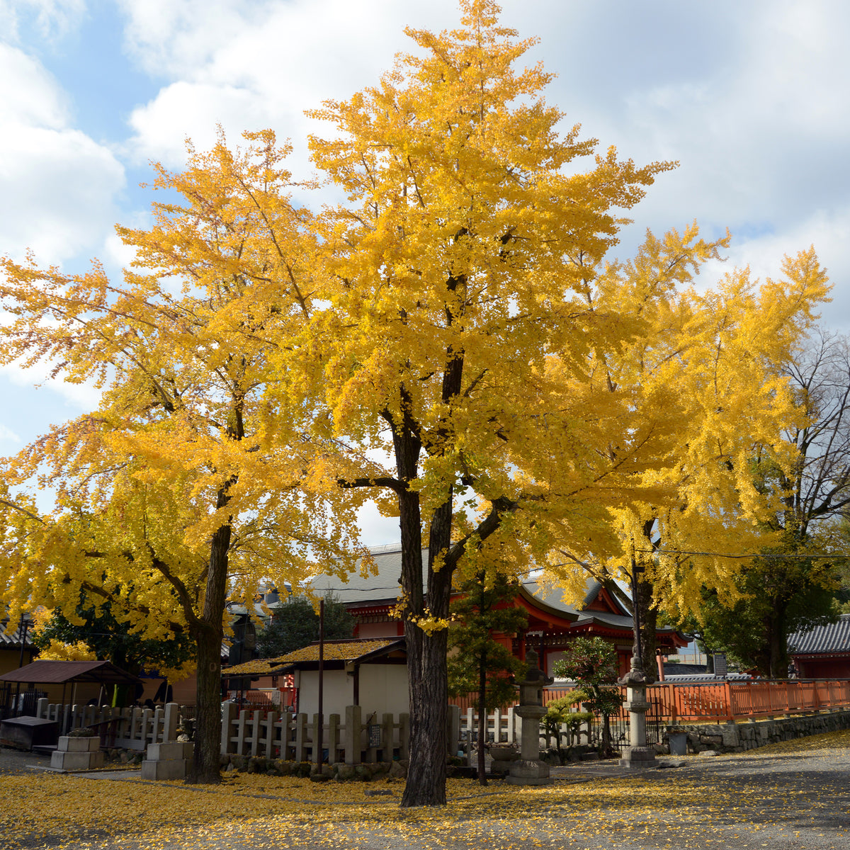 Arbre aux 40 écus - Ginkgo biloba - Ginkgo biloba - Willemse