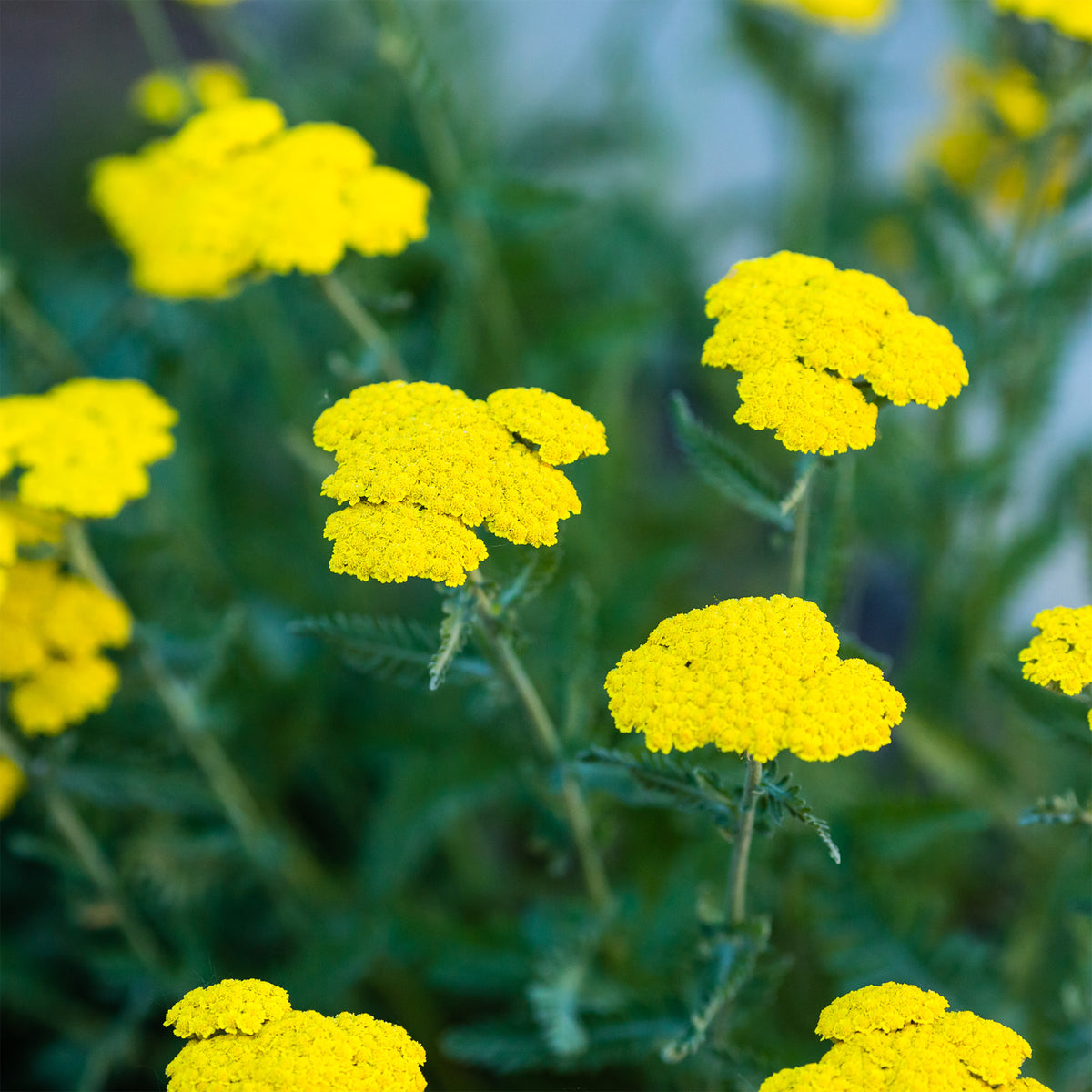 Achillée Moonshine - Achillea hybride moonshine - Willemse