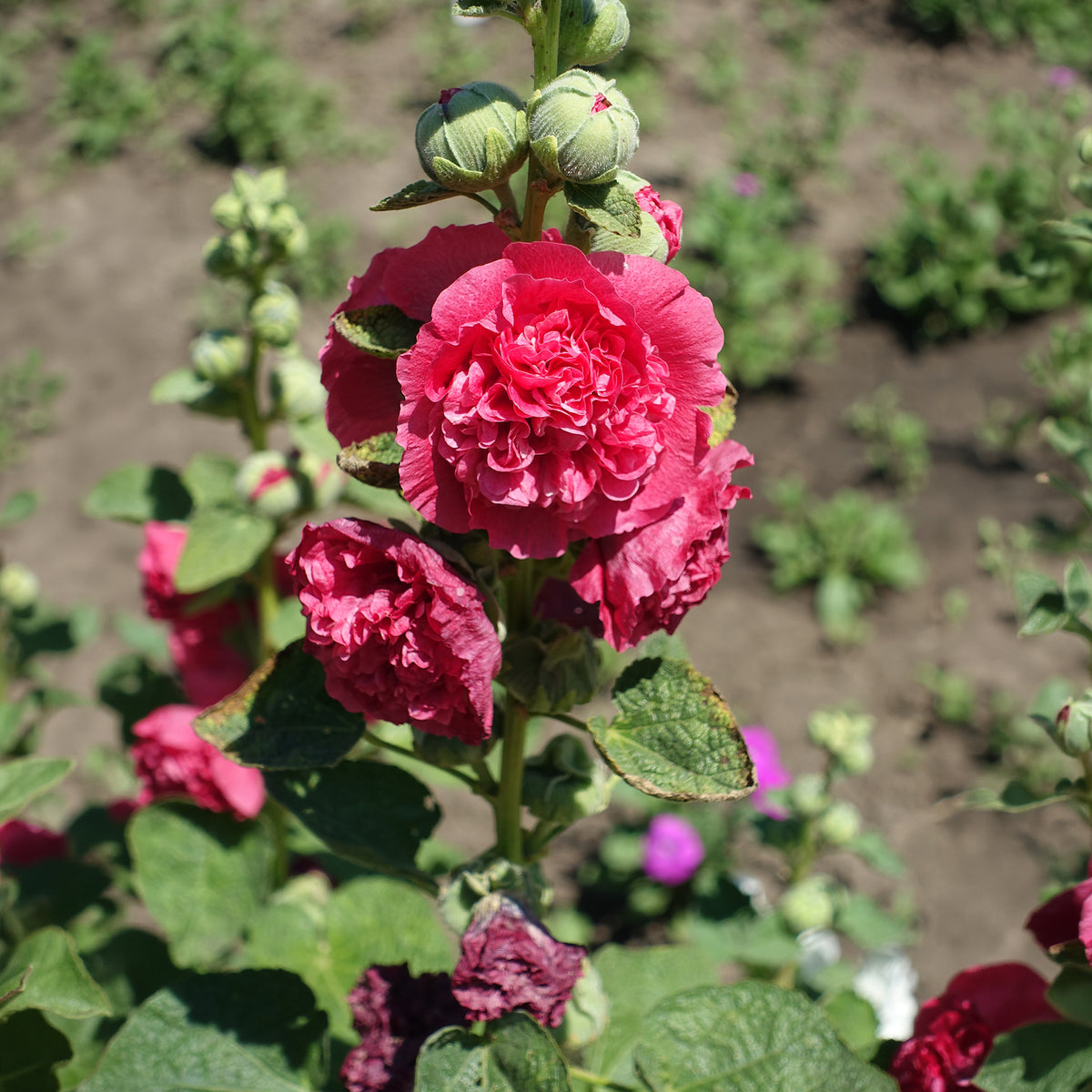 Rose trémière Chater's Double Rouge