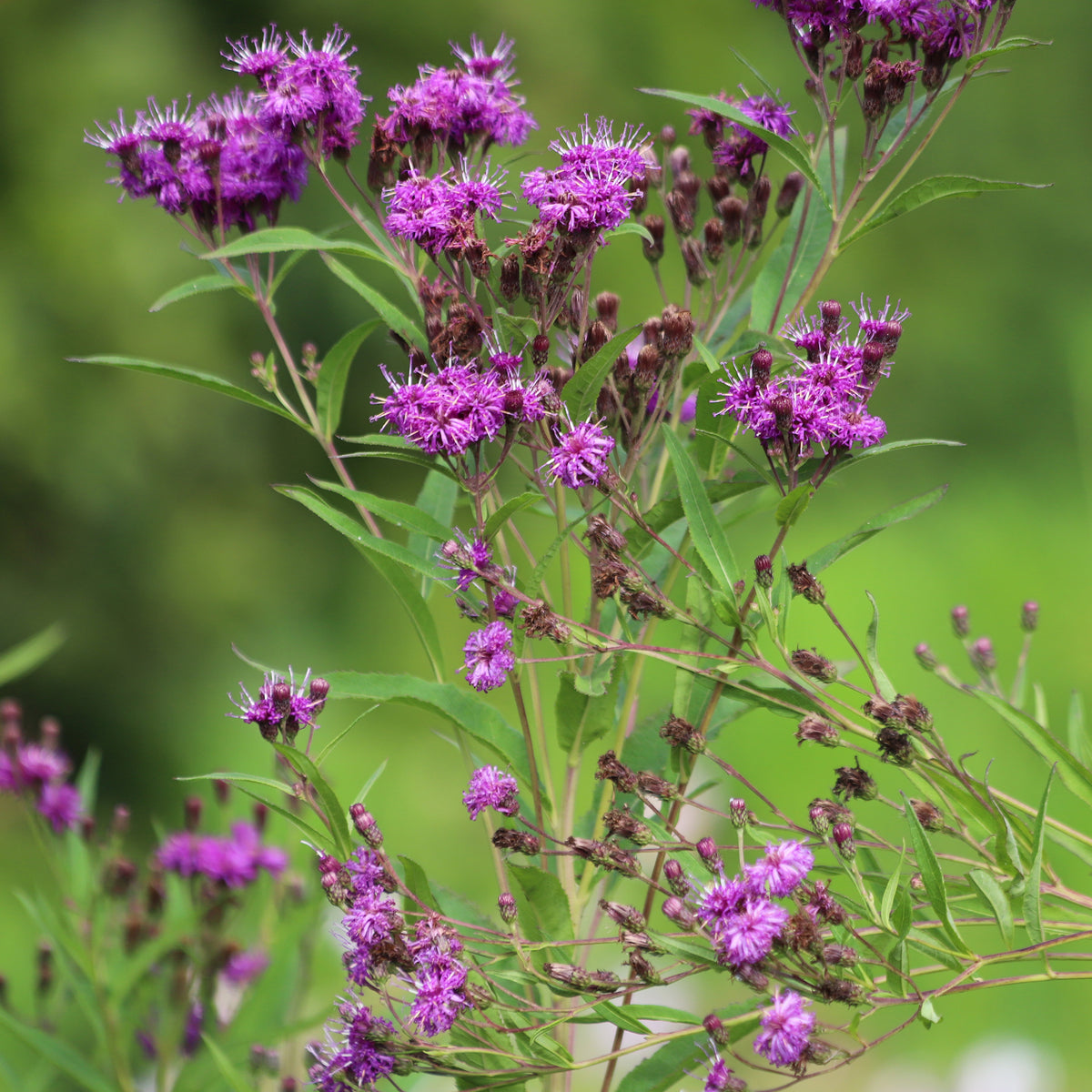 Vernonie Mammuth - Vernonia crinita mammuth - Willemse