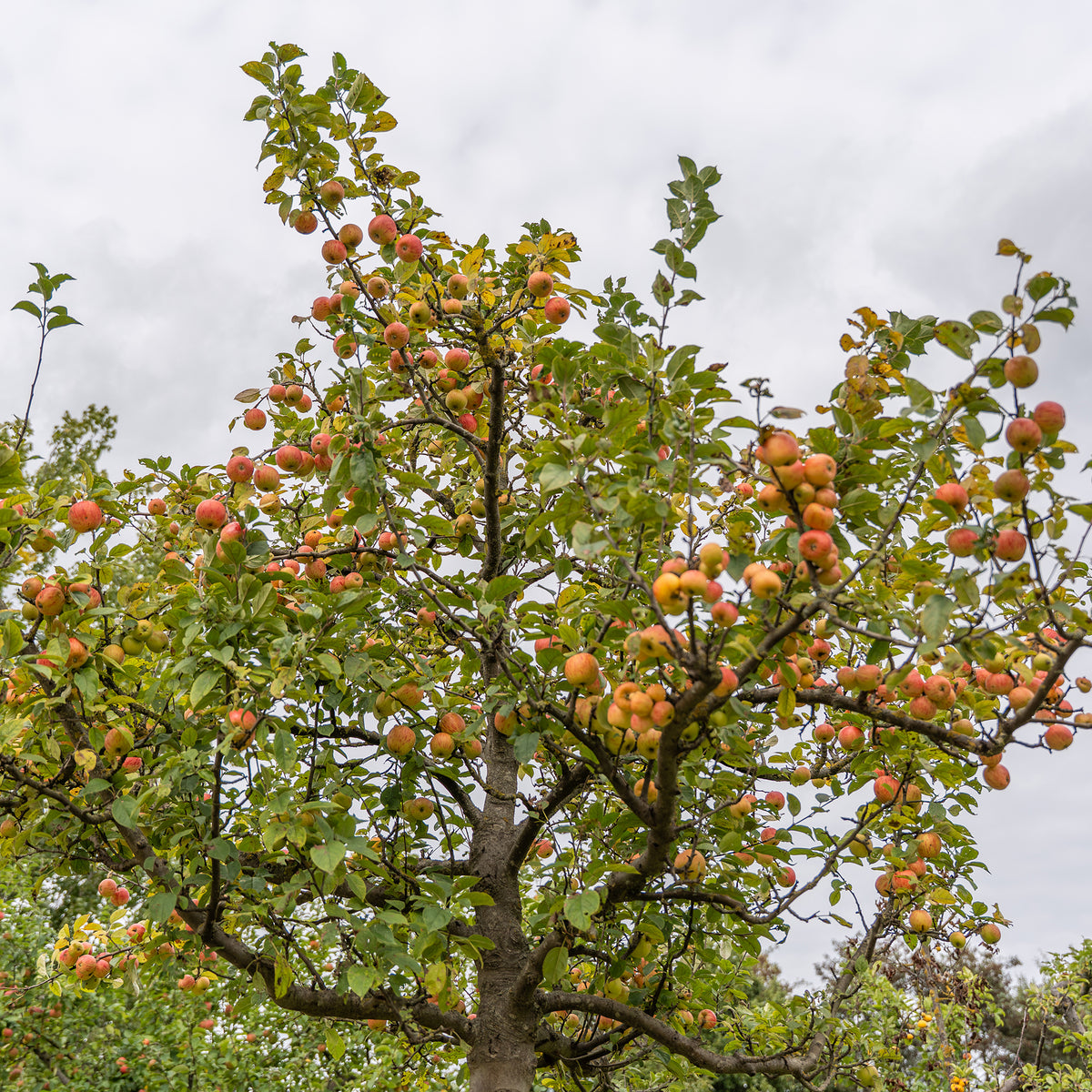 Pommier Gravenstein - Malus domestica Gravenstein - Willemse