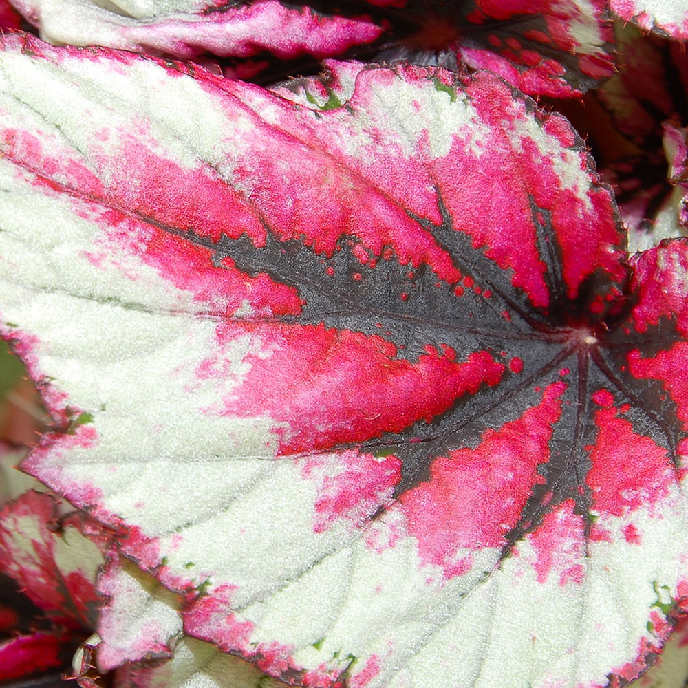 Bégonia Evening Glow - Begonia beleaf evening glow