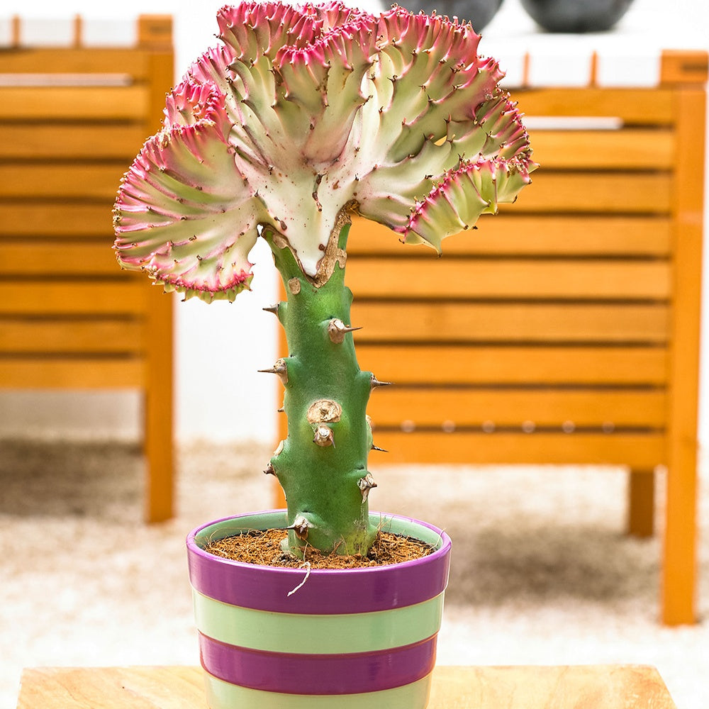 Euphorbe lactée - Euphorbia lactea cristata