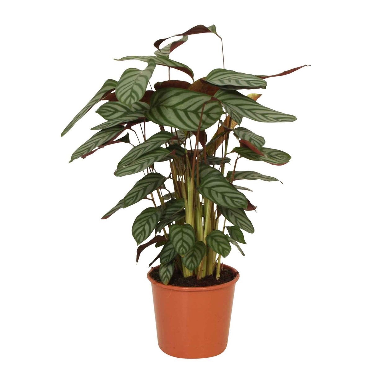 Calathéa Compact Star - Calathea compact star - Willemse