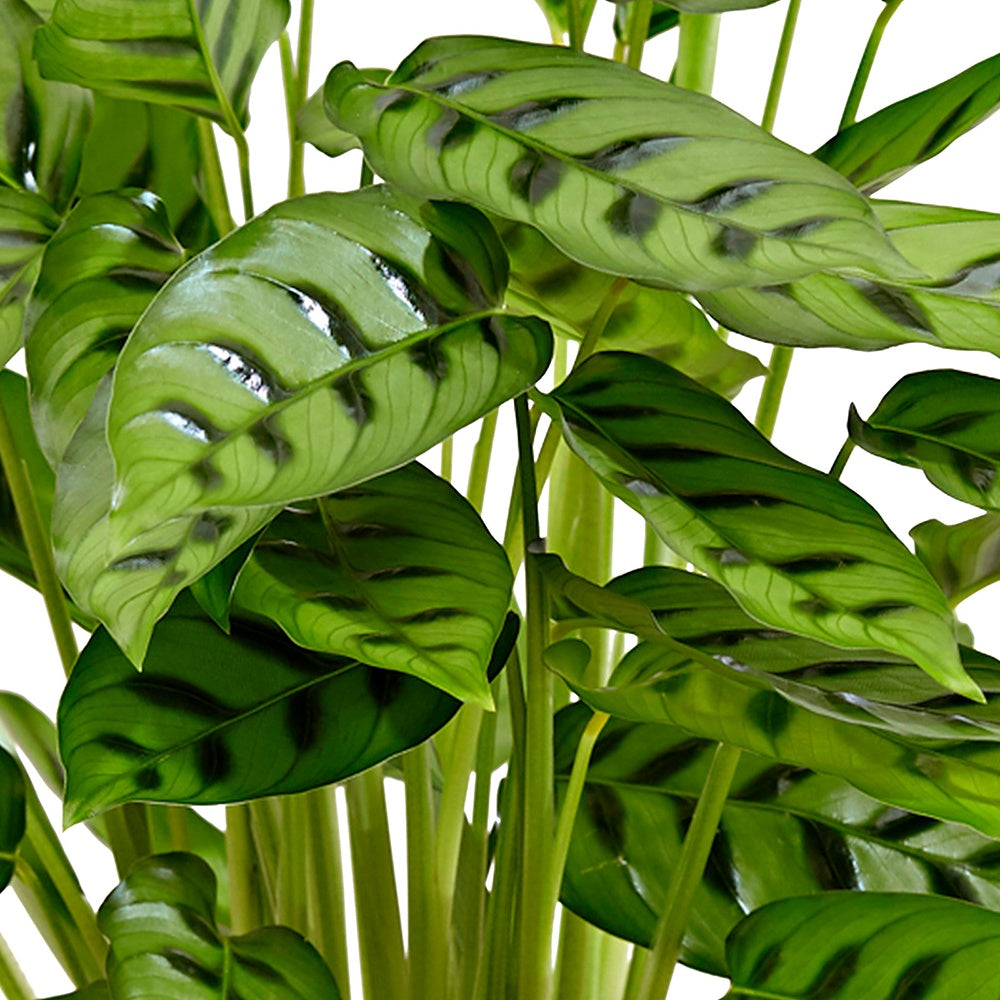 Calathéa Leopardina - Calathea leopardina