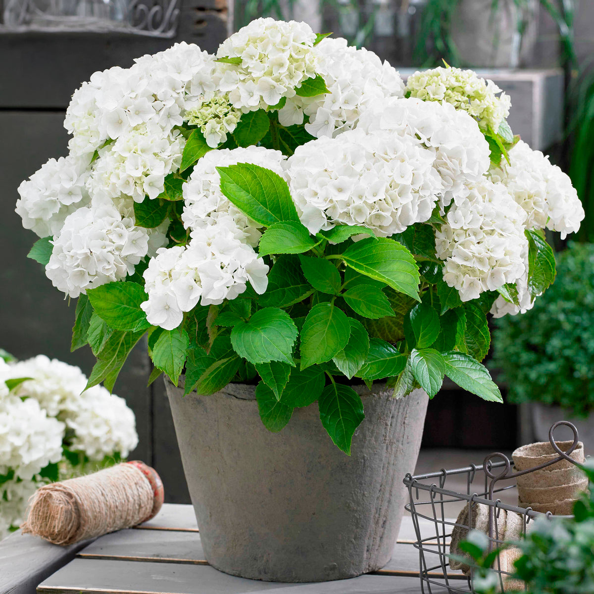 Hortensia blanc